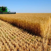 Подсолнечник, пшеница, кукуруза, ячмень с фермерского хозяйства