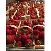 Оборудование для производства корзинок,лотков,чаш  фото