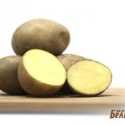 Картофель семенной Ривьера 1РС фото