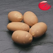 Элитные семена картофеля Голландской фирмы HZPC