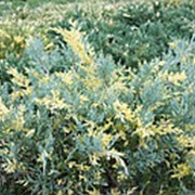 Можжевельник средний Блу енд Голд (Juniperus pfitzeriana 'Blue and Gold') фото