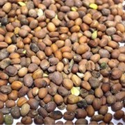 Семена Редьки масличной фото