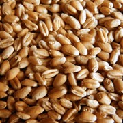Закупка Пшеницы озимой