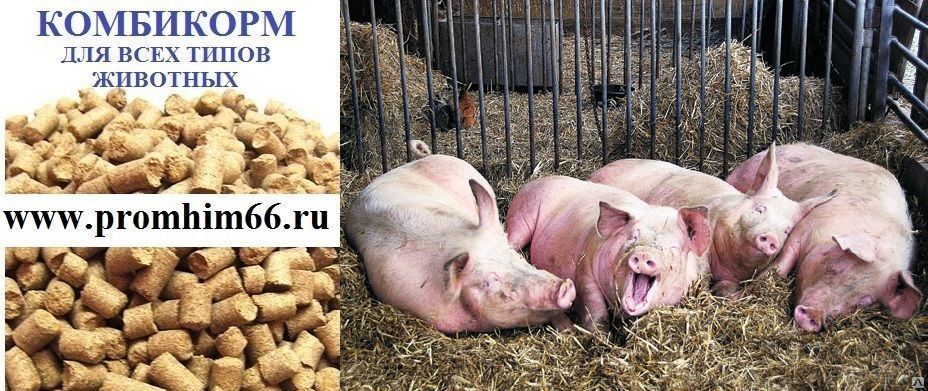 Купить Корма Для Свиней Дешево