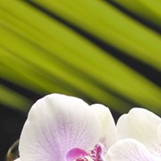 Панно Орхидея 1 250х350
