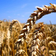 Озима пшениця Сорт Торрілд фото
