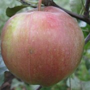 Саженцы яблонь Ліголь фото