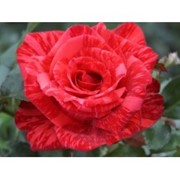 Роза Ред Интуишн фото