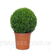 Самшит вечнозеленый -- Buxus sempervirens