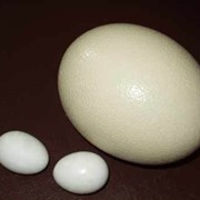 Яйца страусиные фото