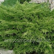 Можжевельник средний Олд Голд Juniperus pfitzeriana Сорт Old Gold высота 12-18см фотография