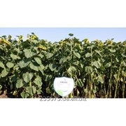Семена подсолнечника Римисол(евролайтинг) Нови Са фото
