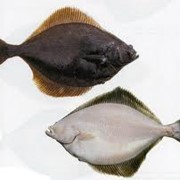 Fresh frozen Rock Sole, Butter Sole, English Sole/Камбала ... from USA. Delivery terms - CIF, CFR