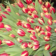 Цветы Тюльпаны фотография