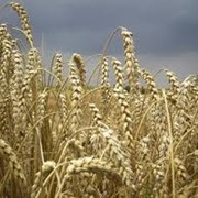 Культуры кормовые зерновые продажа, Украина фото