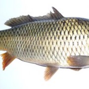 Рыба охлажденная сазан фото