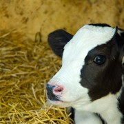 Заменитель цельного молока для телят, Швейцария фотография