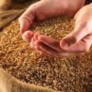 Зерно пшеницы 002