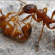 Вывести муравьев. Борьба с муравьями. Уничтожить муравьев. фото