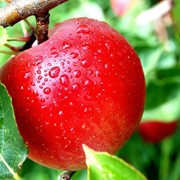 Яблоки зимние Эдера цены от производителя
