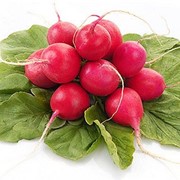 Семена редис Розово-красный с белым кончиком импортный 1 кг фотография