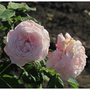 Саженцы однолетних роз Madame Alfred de Rougemont фото