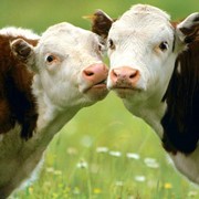 Коровы, Мясомолочные животные фотография