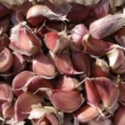 Семена чеснока украинской селекции сорта “СОФИЕВСКИЙ” фото