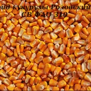Гибрид кукурузы Розовский 311 СВ ФАО 310 фото
