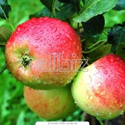 Яблоки летние фотография