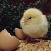 Цыплята суточные и подрощенные, цыплята-бройлеры, продажа цыплят, цыплята мясо-яичных пород кур.