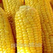 Семена посевной кукурузы PAN 201, кукуруза посевная фотография