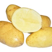 Картофель семенной румба 1 репродукция фотография
