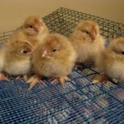 Цыплята-бройлеры тушки фото
