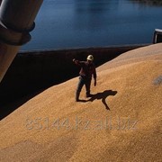 Пшеница на Экспорт фотография