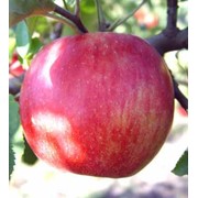 Саженцы яблонь Джонаголд, Украина, купить, цена. фото