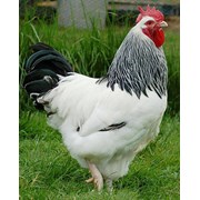 цыплята серебристый адлер фото