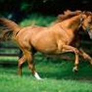 Лошади казахские, Лошади фото