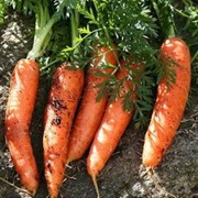 Продажа морковки