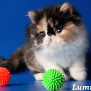 Персидские и экзотические котята. фото