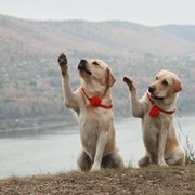 Кинолог, зоопсихолог, дрессировка собак фото