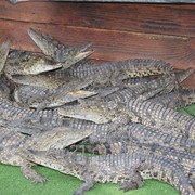 Нильские крокодилы фотография