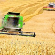 Зерновые культуры от 500тн фотография