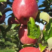 Саженцы яблонь, купить Украина