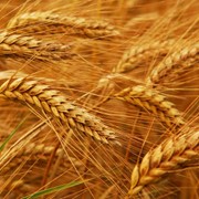 Фуражная пшеница