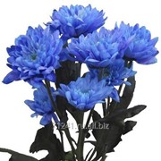 Хризантема кустовая Euro Blue