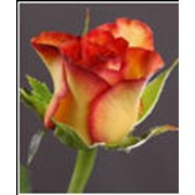 Розы Тукан фото