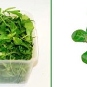 Итальянские салаты Маш и руккола Lambs lettuce, импортная продукция ОПТОМ