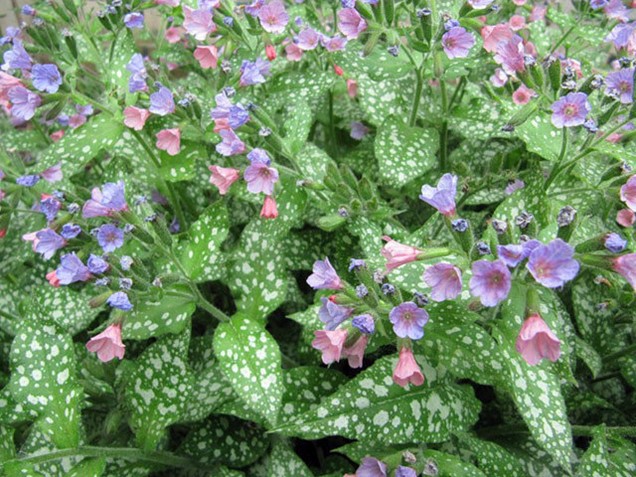 Pulmonaria saccharata