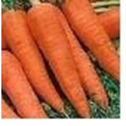 Семена моркови Лосиноостровская 13
